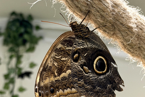 Gdansk: Living Butterfly Museum - Entry Ticket