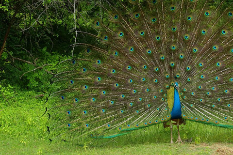 Da Tangalle: safari nel Parco Nazionale di Yala con partenza da EllaSafari mattutino di 4 ore