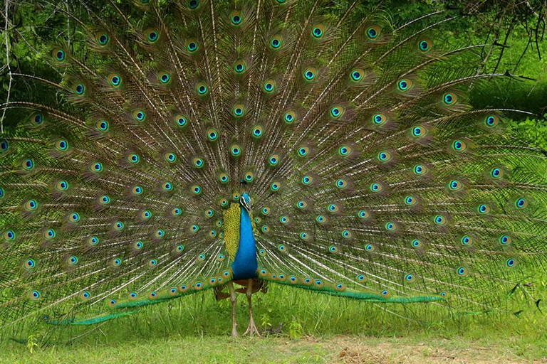 Da Tangalle: safari nel Parco Nazionale di Yala con partenza da EllaSafari mattutino di 4 ore