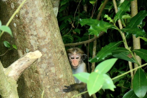 Negombo To Muthurajawela Wetlands Bird Watching Boat Tour