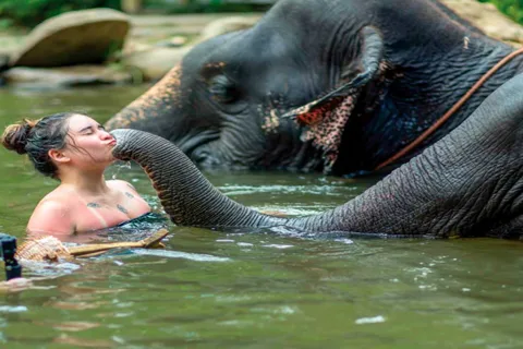 Khao Lak: Elephant Safari with Lunch