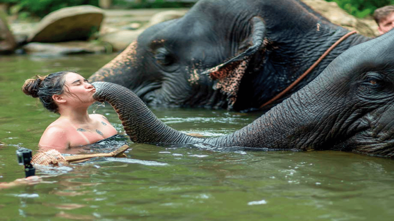 Khao Lak: Elefanten-Safari mit Mittagessen