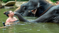 Khao Lak, Elephant Safari con pranzo - Hizvo