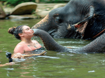 Khao Lak: Elefanten-Safari mit Mittagessen