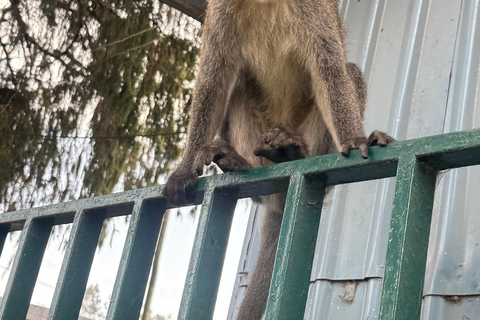 Addis Abeba: Bale-Gebirge &amp; Sof Omar-Höhle 4-tägige TourAddis Abeba: 4-tägige Tour zu den Bale Mountains und der Sof Omar-Höhle
