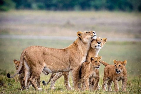 Park Narodowy Nairobi