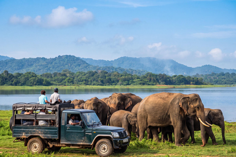 From Sigiriya: Minneriya National Park Expert Jeep Safari From Dambulla: Minneriya National Park Private Jeep Safari