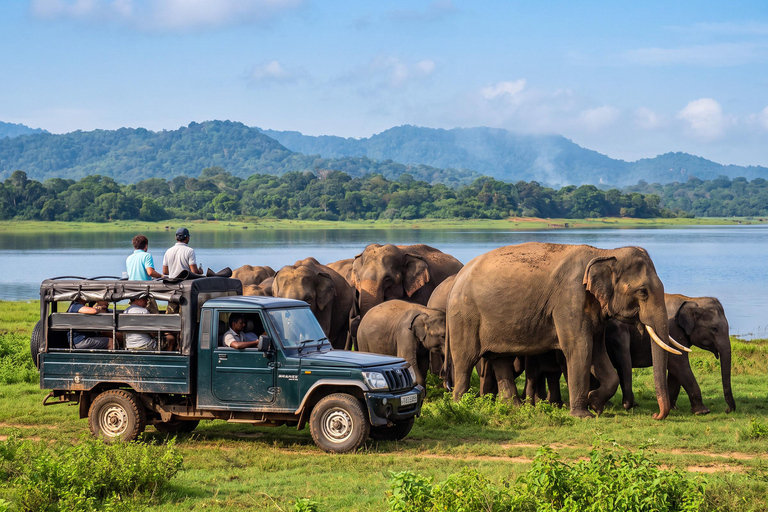 From Sigiriya: Minneriya National Park Expert Jeep Safari From Dambulla: Minneriya National Park Private Jeep Safari