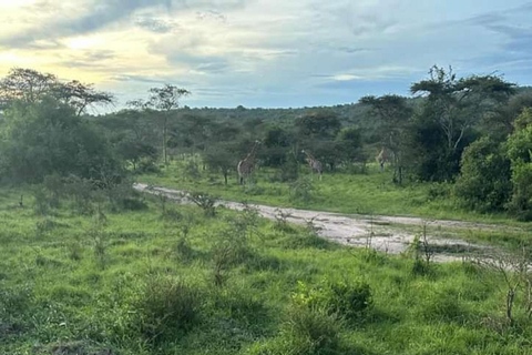 De Kampala: Passeio de um dia pelo Parque Nacional do Lago Mburo, Equador &amp; Barco