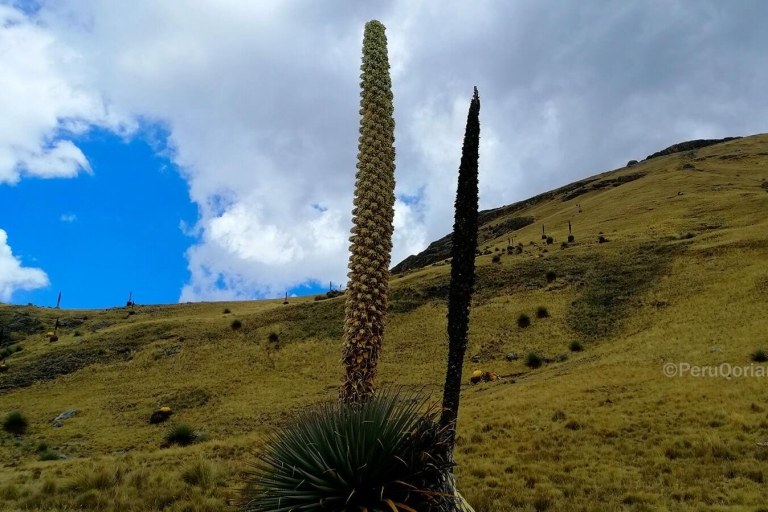 From Ancash: Fantastic tour Huaraz/Nevado Pastoruri |4D-3N|