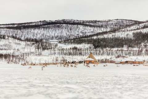 Tromsø: Slitta e alimentazione delle renne con una guida samiGiro in slitta di 10 minuti