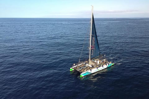 Costa Adeje: Öko-Kreuzfahrt mit Walen und Delfinen, inklusive Snacks und Getränke