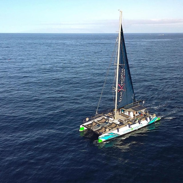 Costa Adeje: Whale & Dolphin Eco-Cruise with Snacks & Drinks