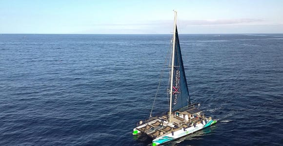 Costa Adeje: Whale & Dolphin Eco-Cruise with Snacks & Drinks