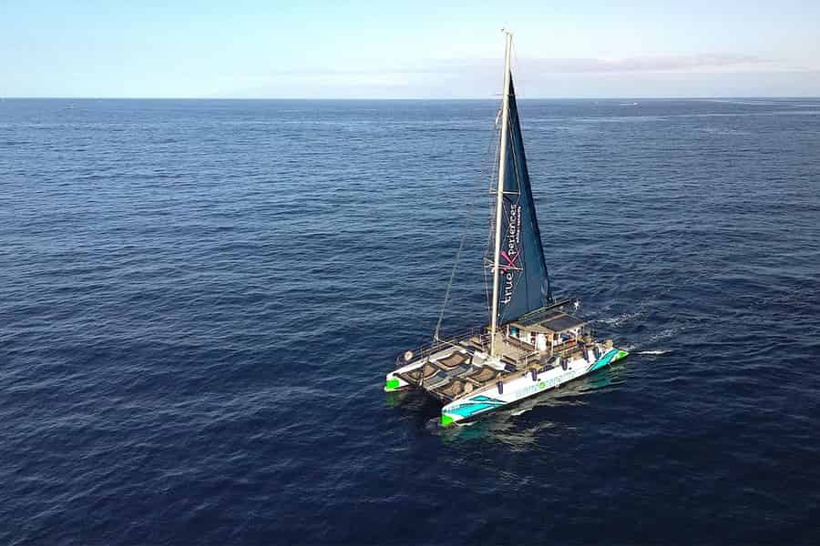 Costa Adeje: Öko-Kreuzfahrt mit Walen und Delfinen, inklusive Snacks und Getränke. Foto: GetYourGuide