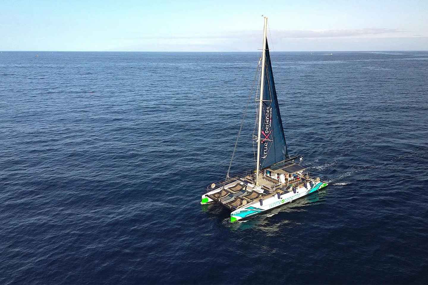 Costa Adeje: Whale & Dolphin Eco-Cruise with Snacks & Drinks