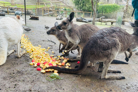 Adelaide rondvaarten op cruiseschepenMcLaren Vale &amp; historische Hahndorf Tour