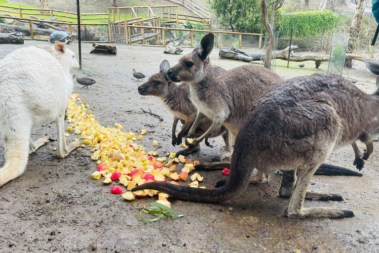 Adelaide Cruise Ship Tours Cuddle a koala & Historic Hahndorf