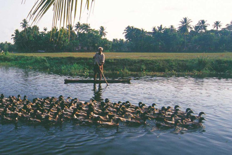 Kochi: Ultimate Kerala and Kumbalangi Village Same Day Tour