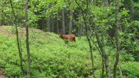 Wolf and Wildlife Tracking in Sweden - Housity