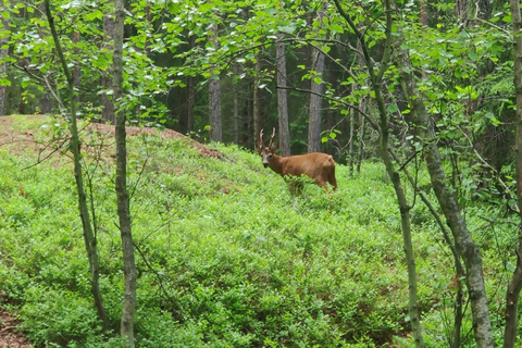 Speuren naar wolven en wilde dieren in Zweden