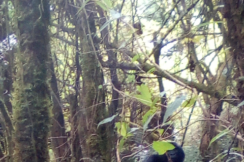 Gorilla Tracking in Bwindi National Park