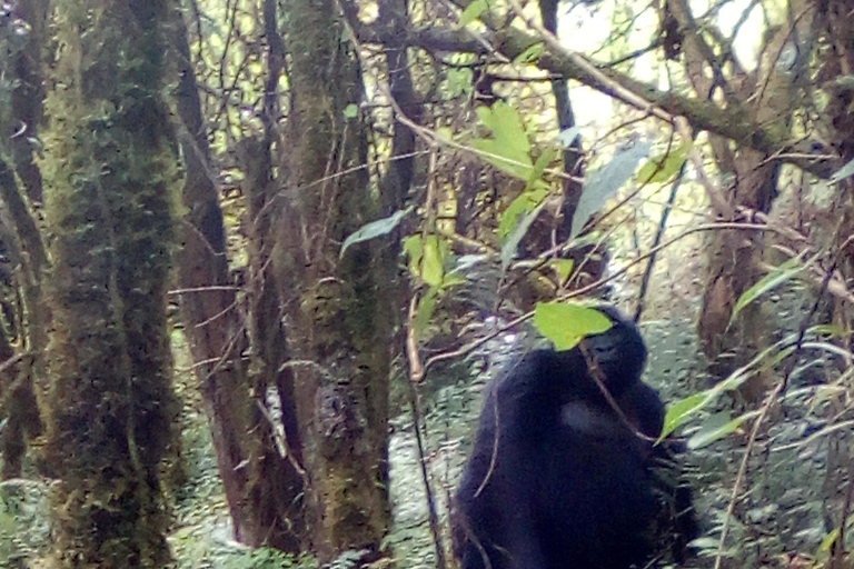 Gorilla Tracking in Bwindi National Park