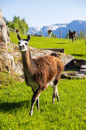 Ljøen, Hellesylt: Ljøen Farm Tour | GetYourGuide