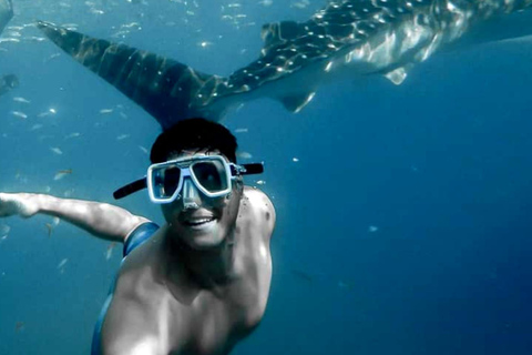 From Zanzibar: Mafia island Whale Shark Adventure Day Trip