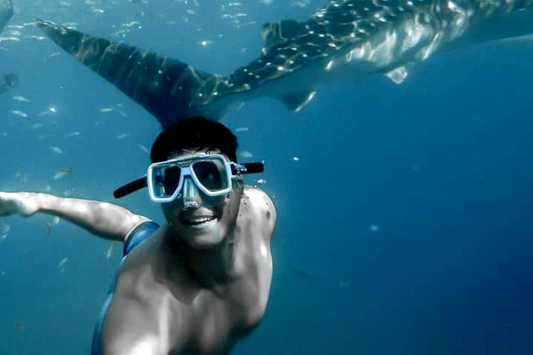 From Zanzibar: Mafia island Whale Shark Adventure Day Trip
