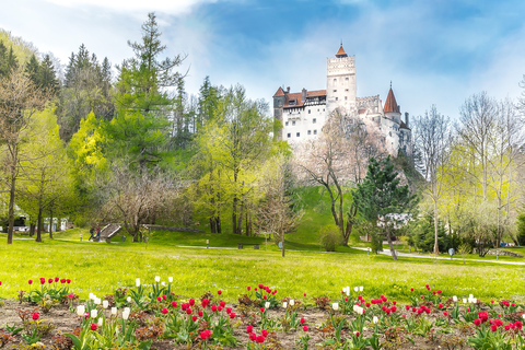 Bucarest: Escursione di un giorno al Castello di Dracula, al Castello di Peles e a Brașov