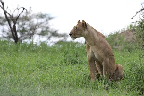 Nyerere National Park Game Drive with Lunch From Zanzibar