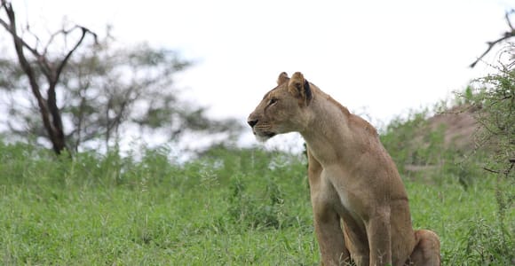 Nyerere National Park Game Drive with Lunch From Zanzibar