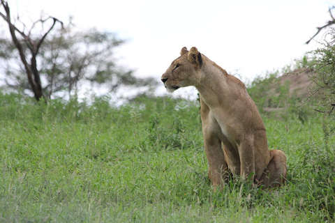 UNFORGETTABLE DAY TRIP FROM ZANZIBAR TO NYERERE NP BY FLIGHT