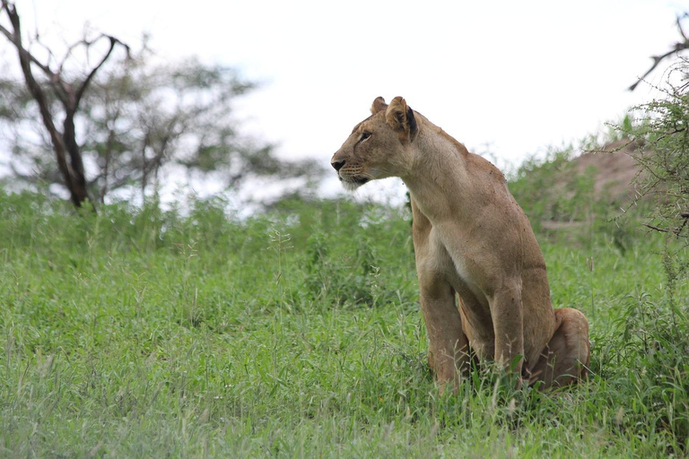 2 dagar 1 natt till Tarangire &amp; Lake manyara från Zanzibar