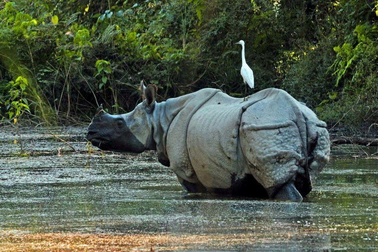 Chitwan: Rhinos, River Canoeing & Tharu Heritage