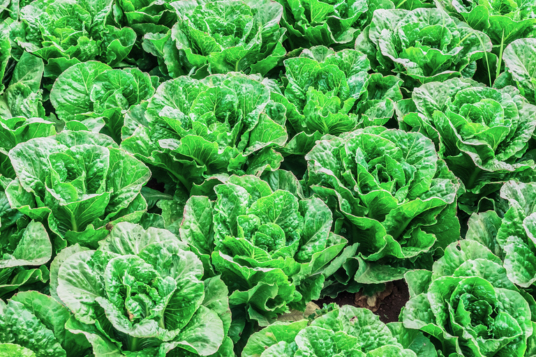 Monterey County Salinas Valley Farm Tour