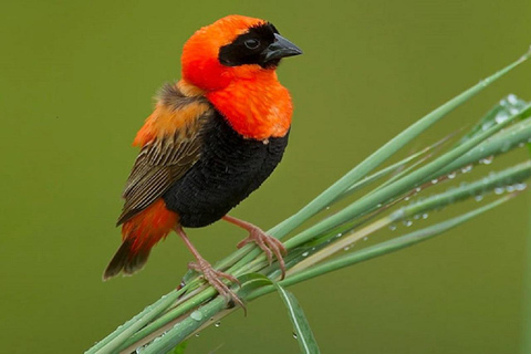 Kakamega Bos: Vogelsafari