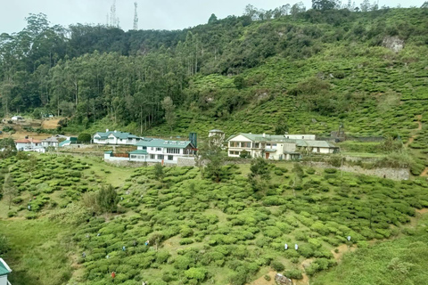 Sri Lanka: 4-Day Wildlife, Culture & Scenic Journey