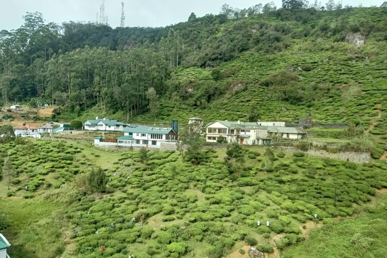 Sri Lanka: 4-Day Wildlife, Culture & Scenic Journey