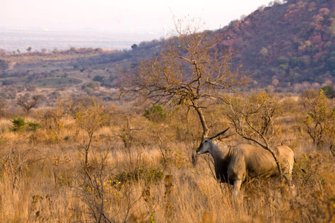 Safari na reserva de caça de Pilanesberg com serviço de busca em Joanesburgo