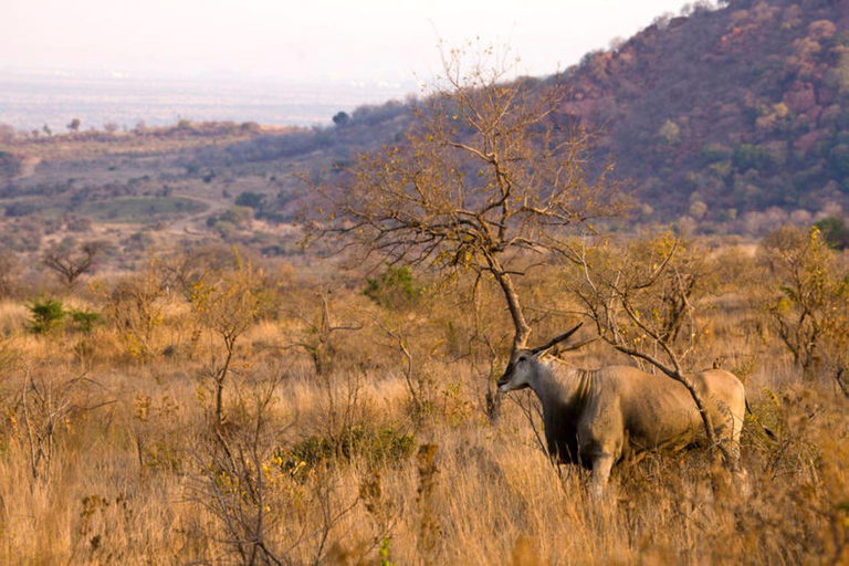 Safari por la reserva de caza de Pilanesberg con servicio de recogida en Johannesburgo