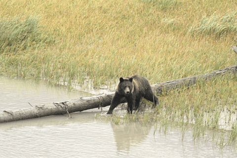 Small Group Skagway, White Pass & Gold Rush Adventure