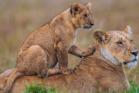 Da Diani Beach: Safari di 4 giorni nello Tsavo Est, Ovest e Amboseli