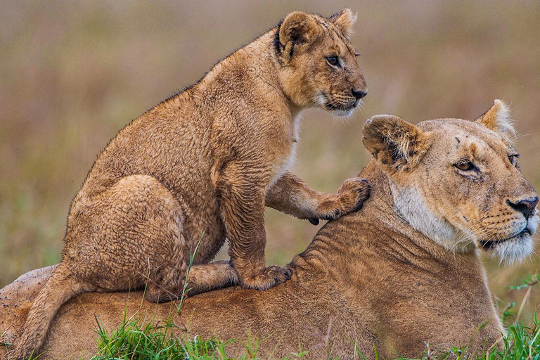 Au départ de Diani Beach : Safari de 4 jours à Tsavo Est, Ouest et Amboseli