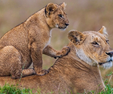 From Diani Beach: Tsavo East, West and Amboseli 4-Day Safari