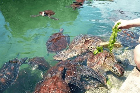 Zanzibar aquarium om te zwemmen met zeeschildpadden