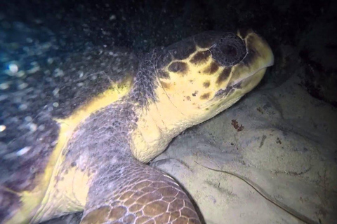 Obserwuj gniazdowanie żółwi morskich – nocna wycieczka na wyspie SalOglądaj gniazdowanie żółwi morskich – nocna wycieczka na wyspę Sal