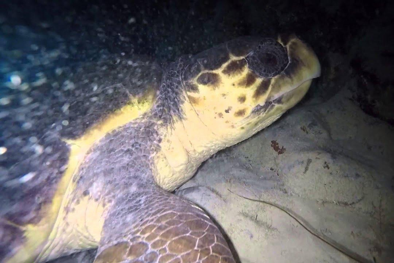 Obserwuj gniazdowanie żółwi morskich – nocna wycieczka na wyspie SalOglądaj gniazdowanie żółwi morskich – nocna wycieczka na wyspę Sal