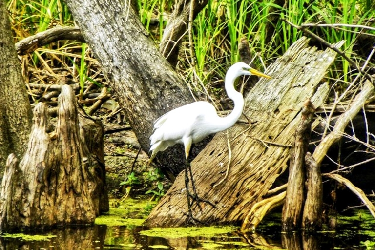 New Orleans: Swamp Boat Ride and Oak Alley Plantation Tour